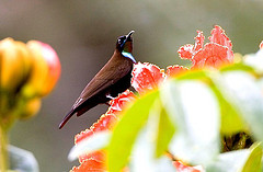 Chalcomitra rubescens