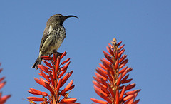 Chalcomitra amethystina
