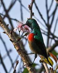 Chalcomitra senegalensis