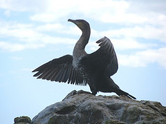 Phalacrocorax lucidus