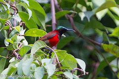 Leptocoma brasiliana