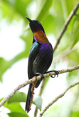 Leptocoma calcostetha