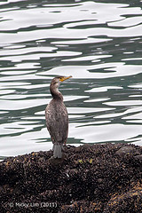 Phalacrocorax capillatus