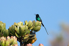 Nectarinia johnstoni