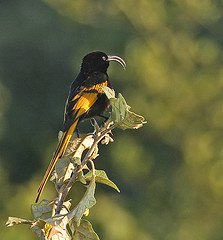 Drepanorhynchus reichenowi