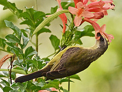 Cinnyris chloropygius