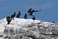 Phalacrocorax capensis