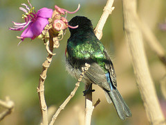 Cinnyris ludovicensis