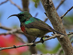 Cinnyris fuelleborni