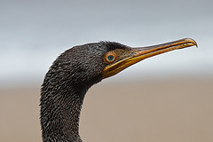 Phalacrocorax nigrogularis