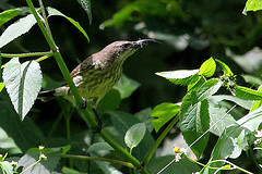 Cinnyris mariquensis