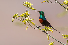 Cinnyris nectarinioides