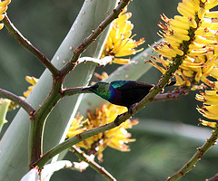 Cinnyris bifasciatus