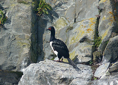Phalacrocorax magellanicus