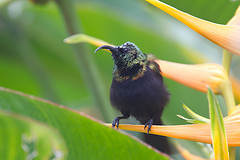 Cinnyris chalcomelas