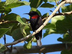 Cinnyris habessinicus