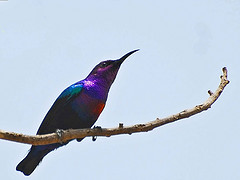 Cinnyris coccinigastrus