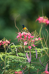 Cinnyris coquerellii