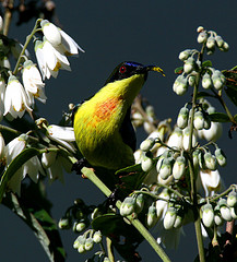 Aethopyga pulcherrima