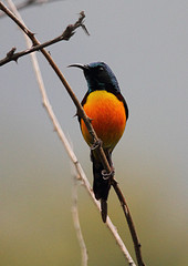 Aethopyga nipalensis