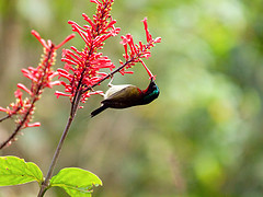 Aethopyga christinae