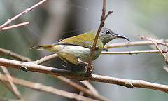 Aethopyga mystacalis