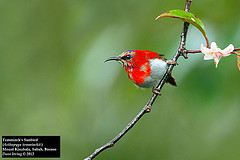 Aethopyga temminckii