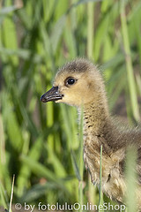 Branta canadensis