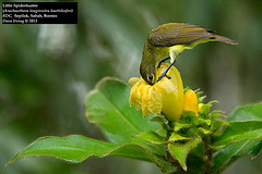 Arachnothera longirostra