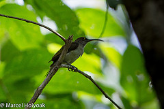 Arachnothera dilutior