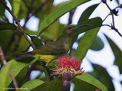 Arachnothera crassirostris