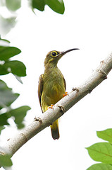 Arachnothera flavigaster