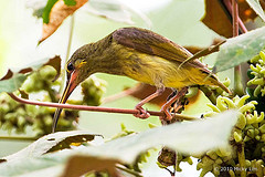 Arachnothera chrysogenys