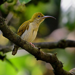 Arachnothera affinis