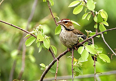 Plocepasser superciliosus