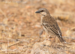 Plocepasser donaldsoni