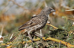 Histurgops ruficauda