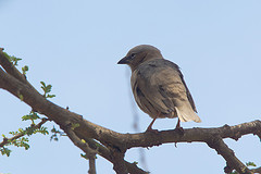 Pseudonigrita arnaudi