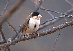 Pseudonigrita cabanisi