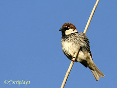 Passer hispaniolensis