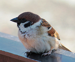 Passer montanus