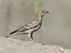 Carpospiza brachydactyla