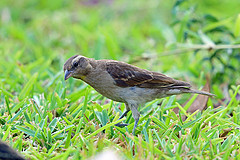 Gymnoris superciliaris