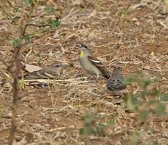 Gymnoris xanthocollis