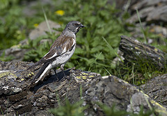 Montifringilla nivalis