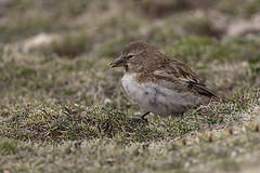 Montifringilla henrici