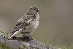 Montifringilla adamsi