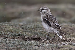 Onychostruthus taczanowskii