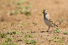 Pyrgilauda davidiana