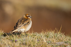 Pyrgilauda ruficollis